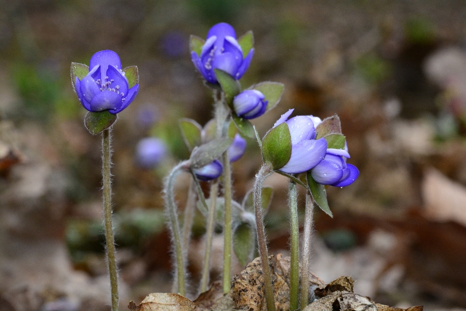 Natura fiore pianta primavera