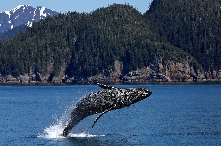 海 海洋 ジャンピング 噴射 写真