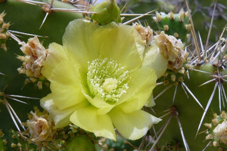 Foto Florescer cacto
 plantar flor