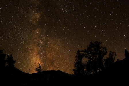 Foto árvore silhueta céu noite