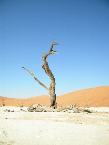 Beach landscape sea tree Photo