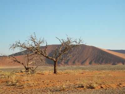 Landscape tree sand horizon Photo