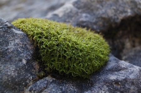 自然 草 rock 構造 写真