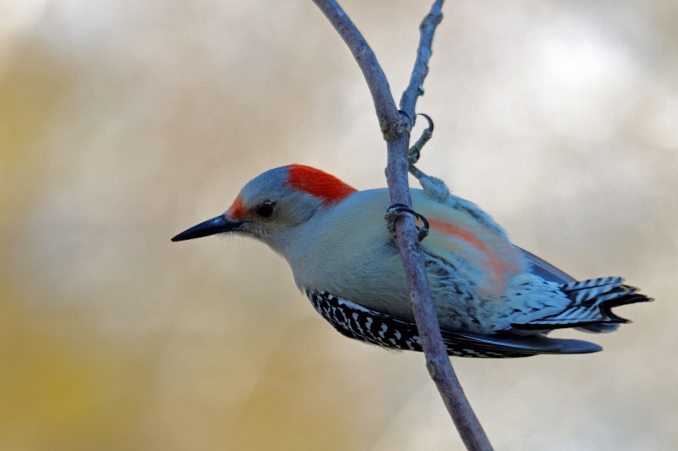 Naturaleza rama pájaro ala