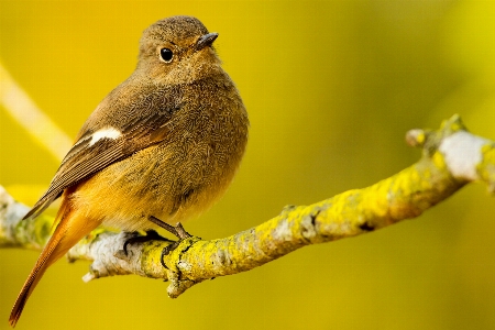 Photo Nature bifurquer oiseau aile