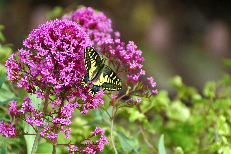 Nature fleurir usine prairie
