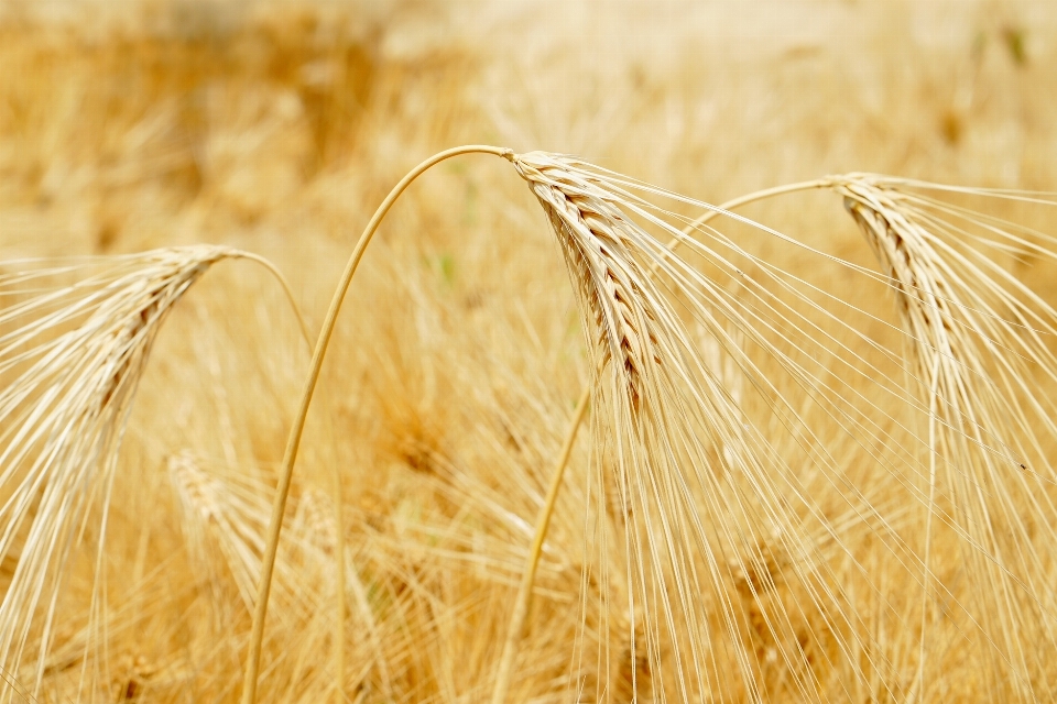 Grass plant field barley