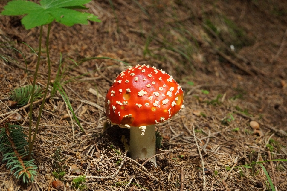 自然 森林 植物 花