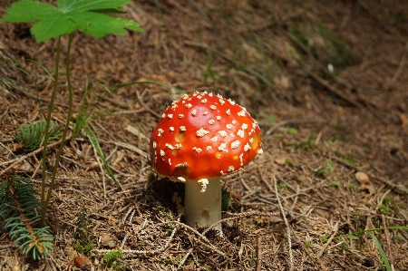 Nature forest plant flower Photo