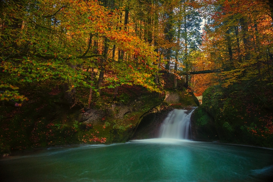 Landscape tree water nature