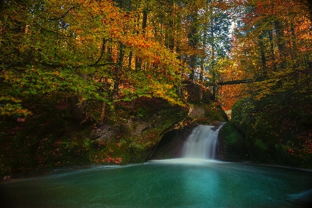 風景 木 水 自然 写真