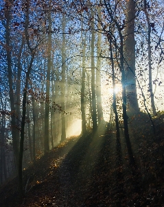 Landschaft baum natur wald Foto