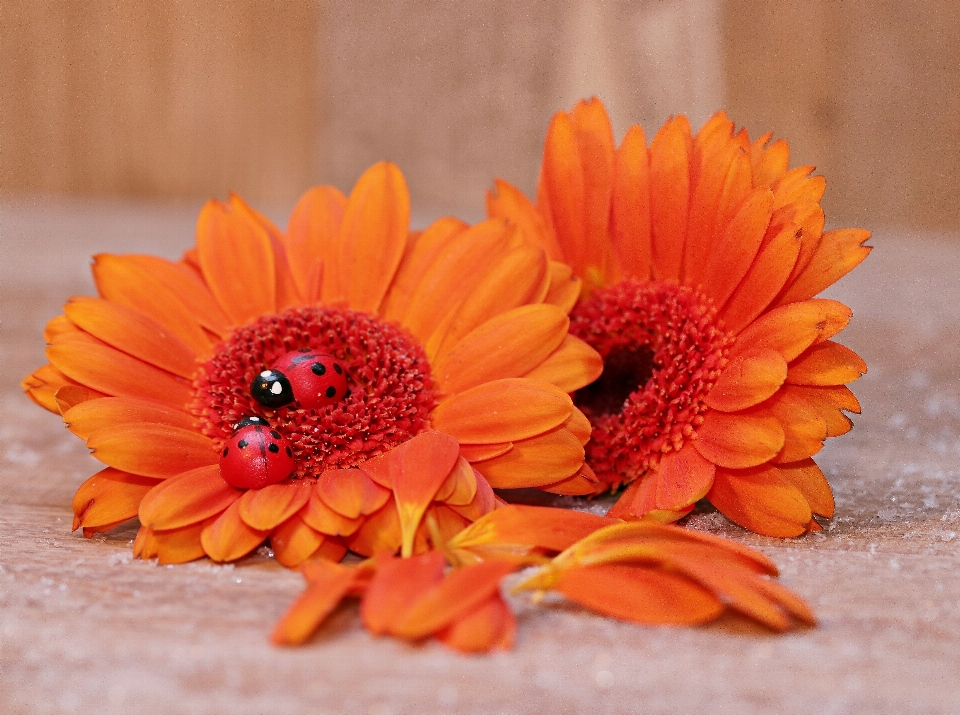 Anlage blume blütenblatt orange