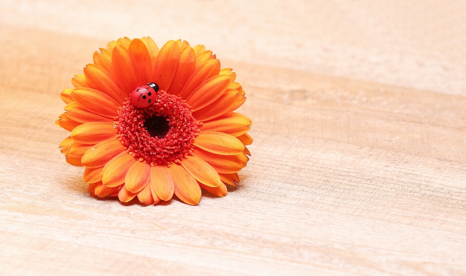 Blossom plant flower petal