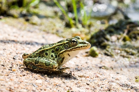 Nature cute looking wildlife Photo