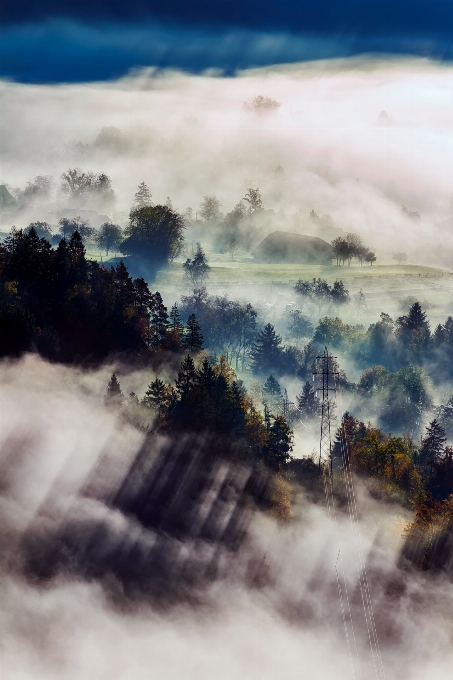 Paysage mer nature forêt