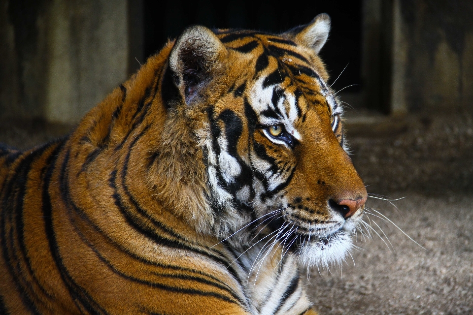 Yaban hayatı hayvanat bahçesi memeli fauna