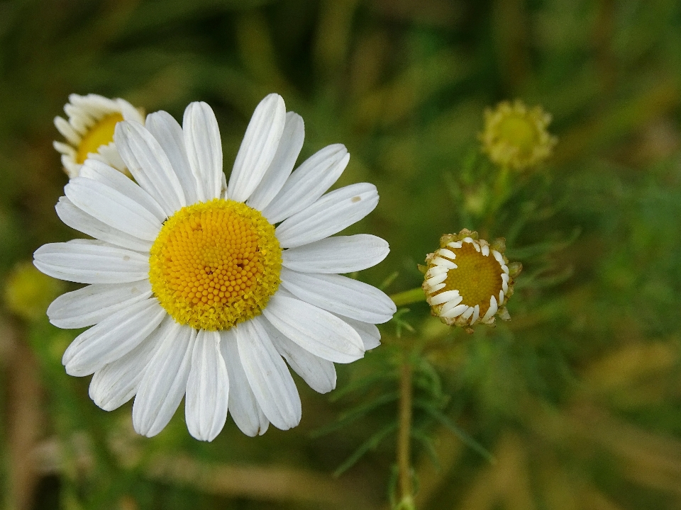 Natura fiore pianta bianco