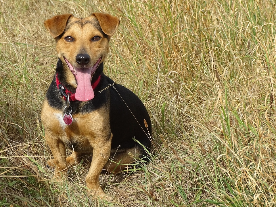 子犬 犬 動物 男