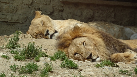 Photo Faune zoo mammifère crinière
