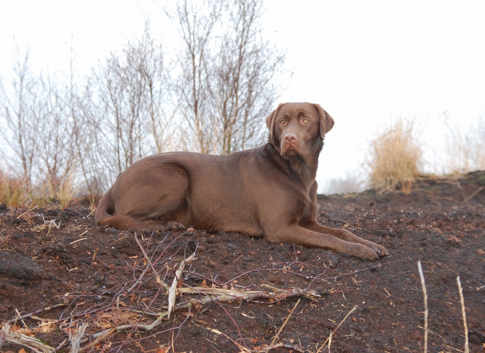 Welpe hund säugetier weimaraner
