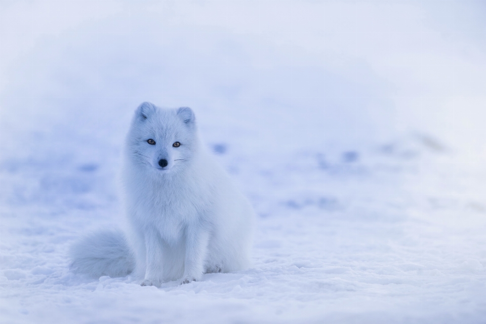 Landscape nature snow cold