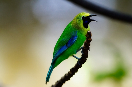 Foto Alam cabang burung sayap