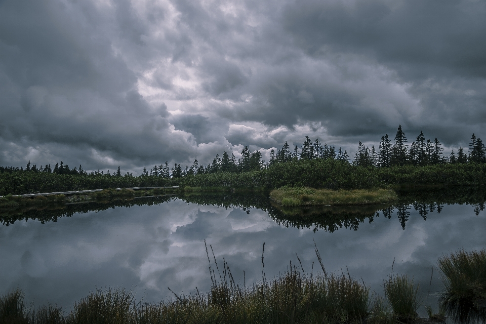 Landschaft baum wasser natur