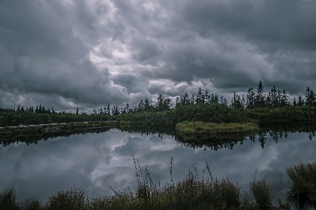 風景 木 水 自然 写真