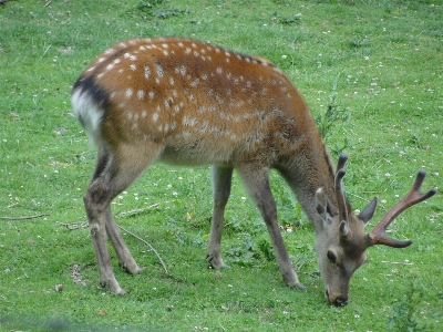 Photo Animal été faune sauvage