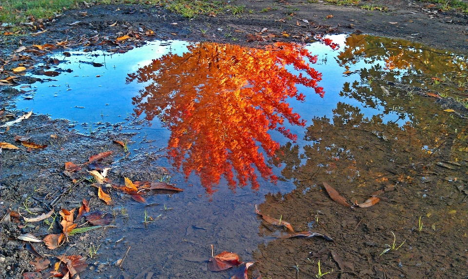 Mer arbre eau nature