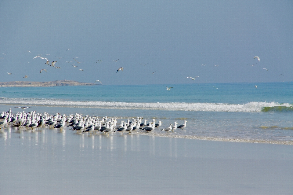 Praia mar costa água