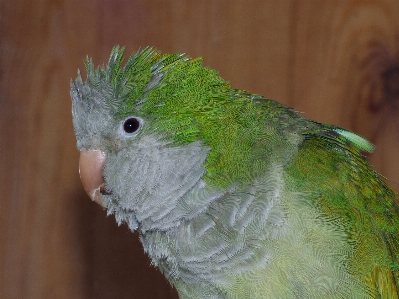 Bird wing pet green Photo