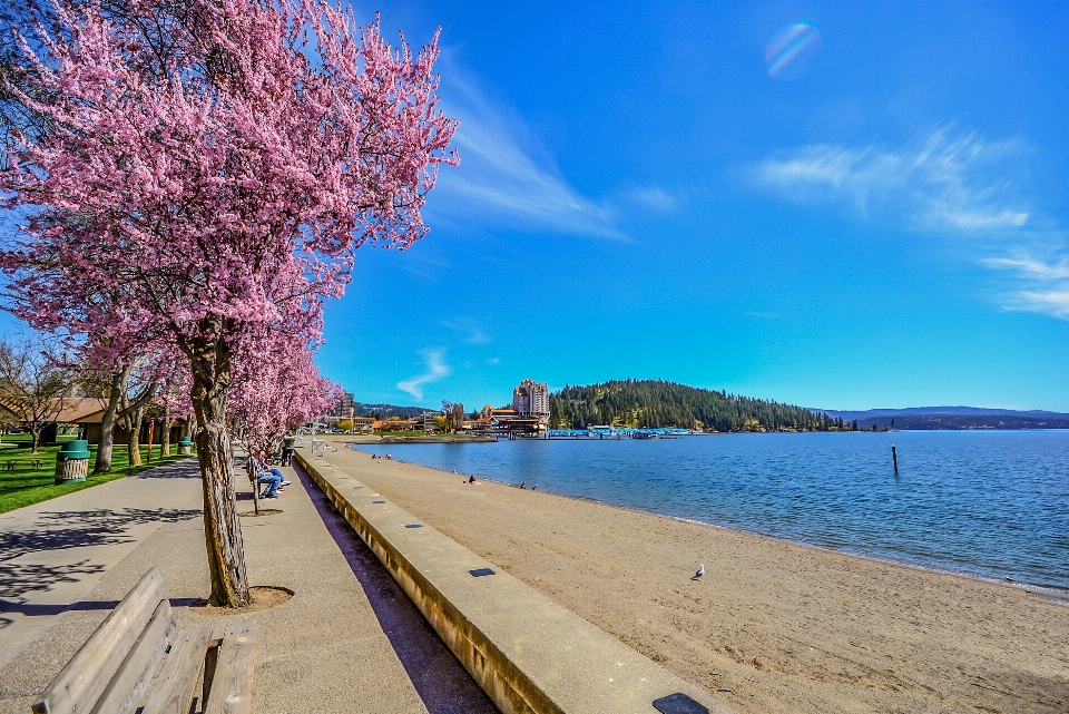 ビーチ 海 海岸 木