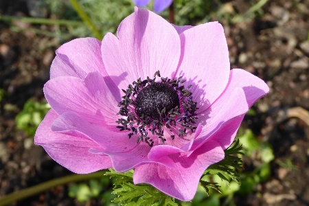 Photo Nature fleurir usine fleur