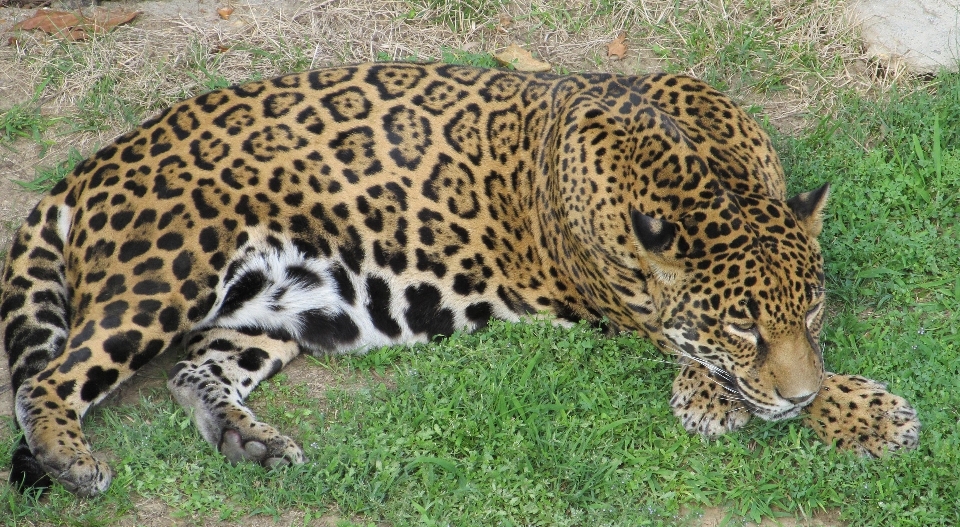 Nature wildlife zoo portrait