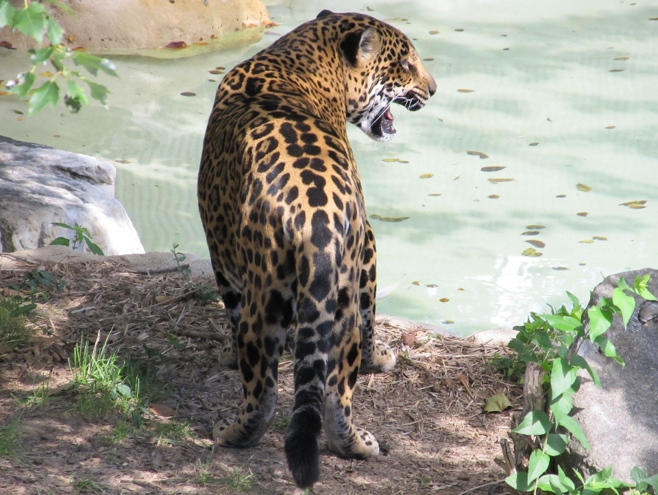 Natur suchen tierwelt stehen