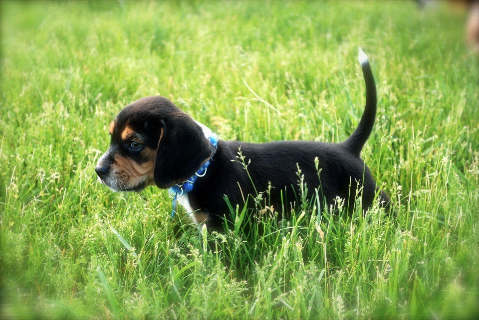 Herbe chiot chien mammifère