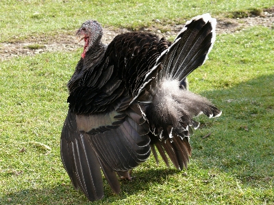 自然 アウトドア 鳥 羽 写真