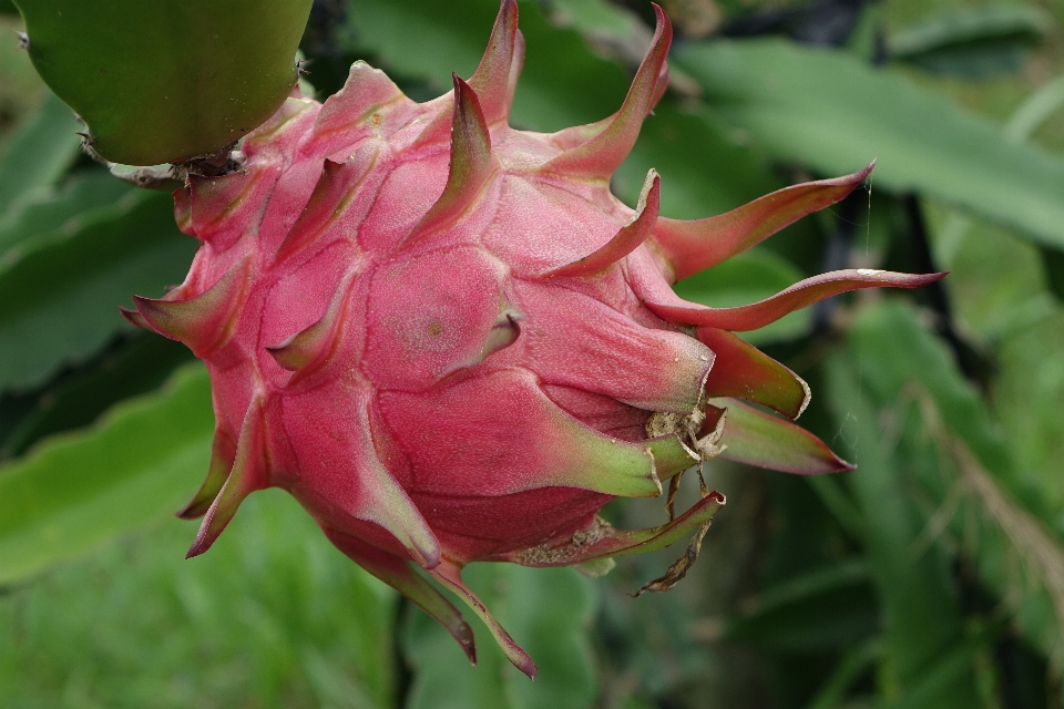 Plantar fruta flor pétala