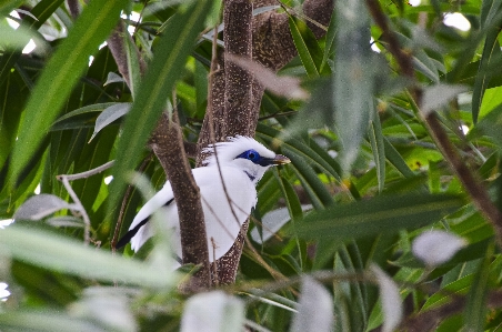 Nature grass branch bird Photo