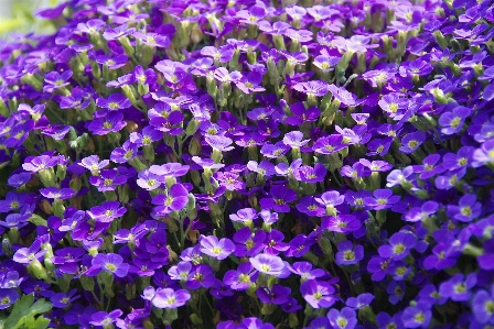 Blossom plant flower bloom Photo