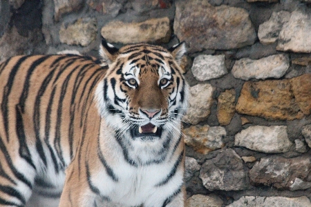 Photo Animal mur faune zoo