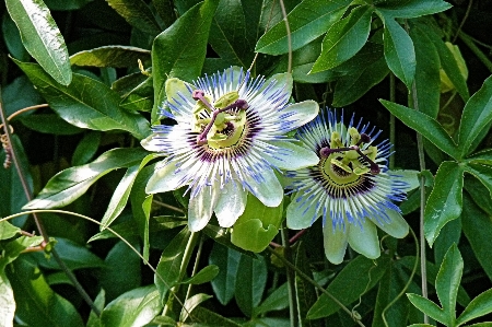 Nature plant flower botany Photo