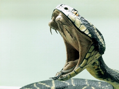 自然 動物 贈り物 美術館 写真