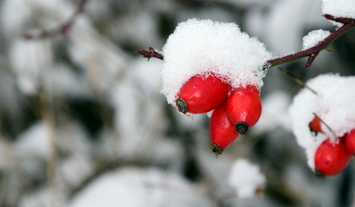 Photo Nature bifurquer fleurir neige