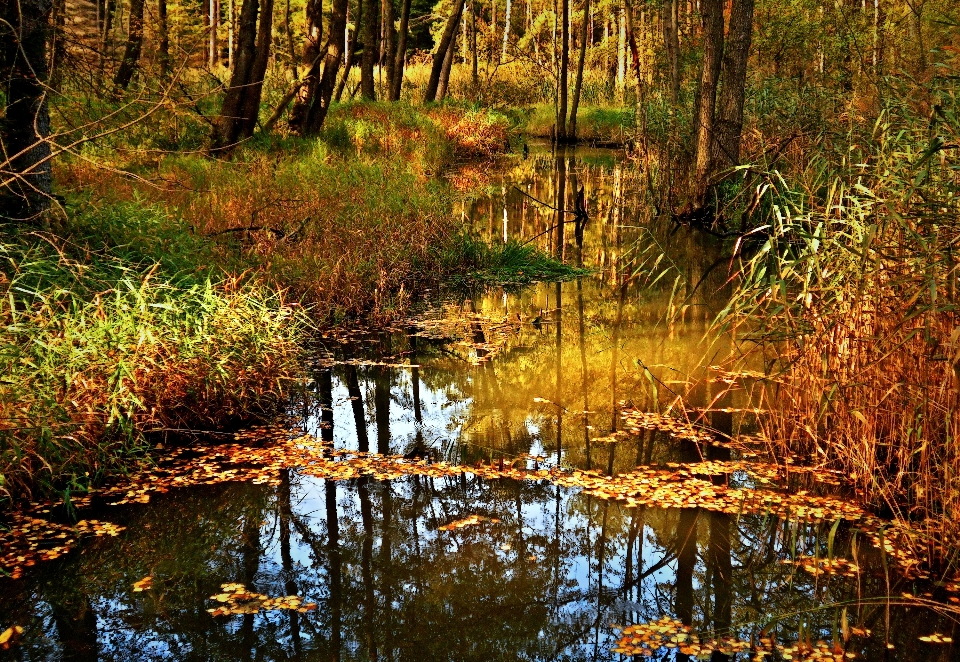 風景 木 水 自然