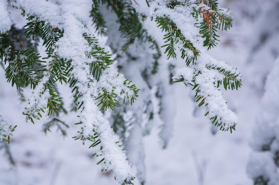 Tree branch snow cold