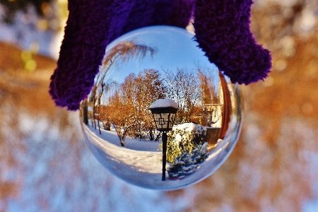 Snow winter photography flower Photo