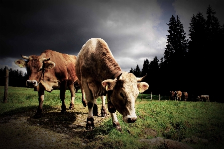 Nature mountain hiking animal Photo